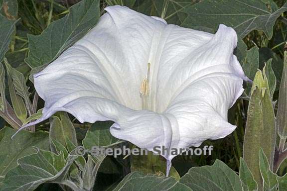 datura wrightii 5 graphic